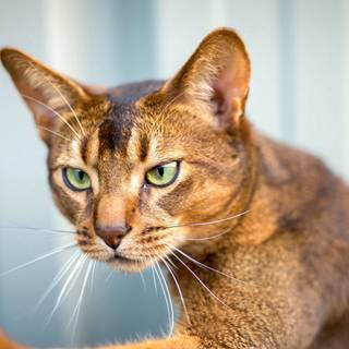 Abyssinian cat wallpaper