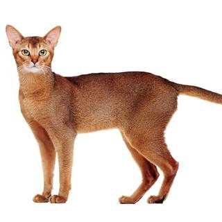 Abyssinian cat wallpaper