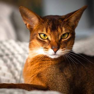 Abyssinian cat wallpaper
