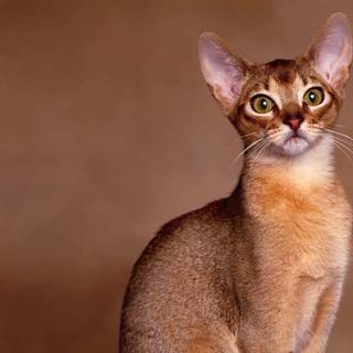 Abyssinian cat wallpaper