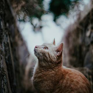 Abyssinian cat wallpaper