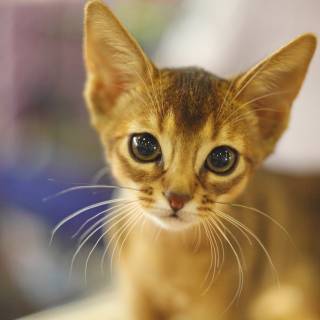Abyssinian cat wallpaper