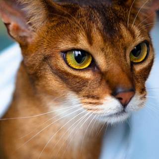 Abyssinian cat wallpaper