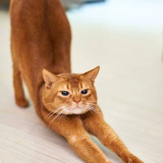 Abyssinian cat wallpaper