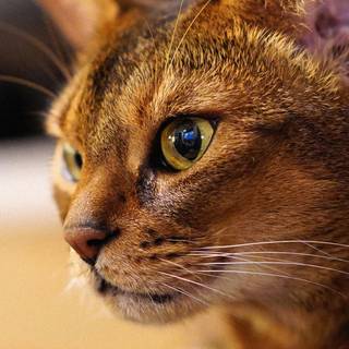 Abyssinian cat wallpaper