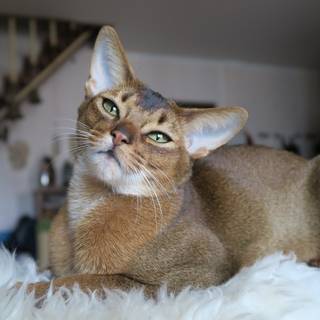 Abyssinian cat wallpaper