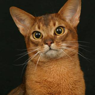 Abyssinian cat wallpaper