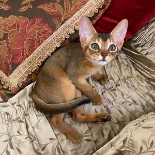 Abyssinian cat wallpaper