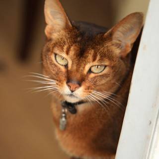 Abyssinian cat wallpaper