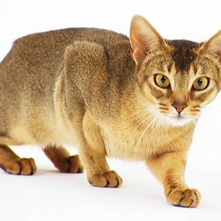 Abyssinian cat wallpaper