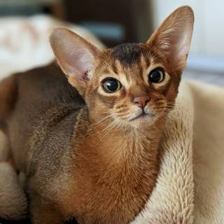 Abyssinian cat wallpaper