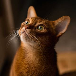 Abyssinian cat wallpaper
