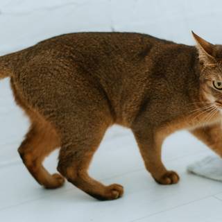 Abyssinian cat wallpaper