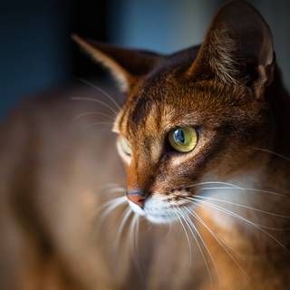 Abyssinian cat wallpaper