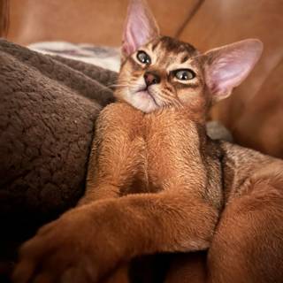 Abyssinian cat wallpaper