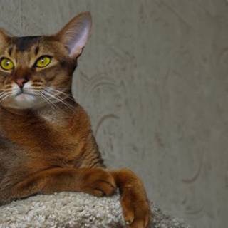 Abyssinian cat wallpaper