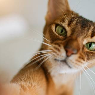 Abyssinian cat wallpaper