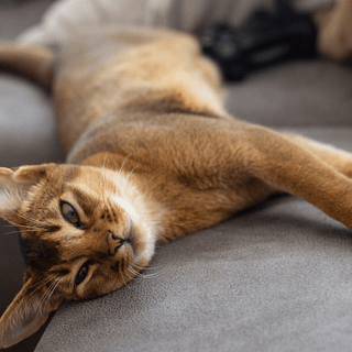Abyssinian cat wallpaper