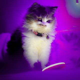 Purple kitten wallpaper
