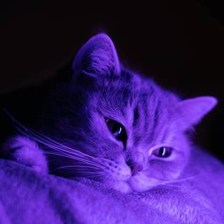 Purple kitten wallpaper
