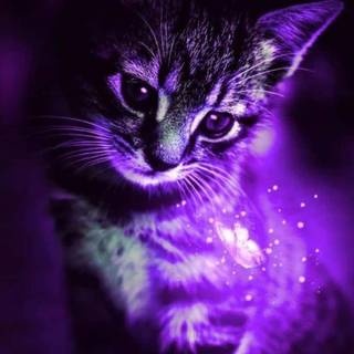 Purple kitten wallpaper