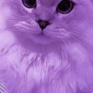 Purple kitten wallpaper