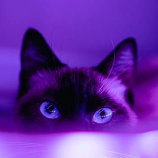 Purple kitten wallpaper