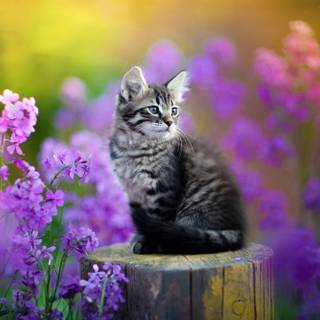 Purple kitten wallpaper