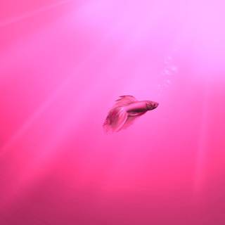 Pink fish wallpaper