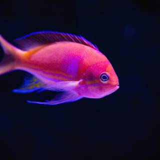 Pink fish wallpaper