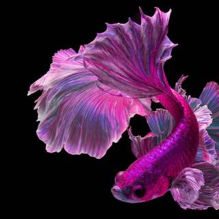 Pink fish wallpaper