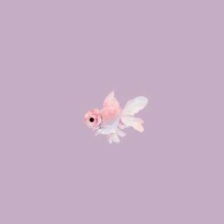 Pink fish wallpaper