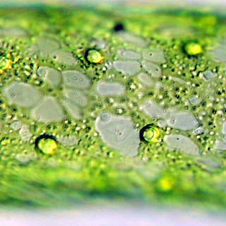 Chloroplast wallpaper