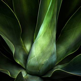 Chloroplast wallpaper