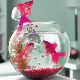 Pink fish wallpaper
