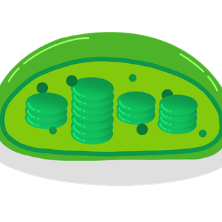 Chloroplast wallpaper