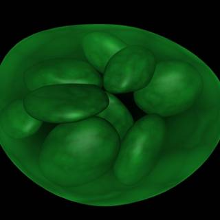 Chloroplast wallpaper