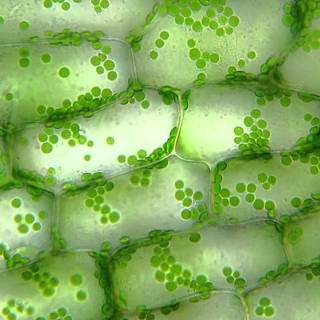 Chloroplast wallpaper