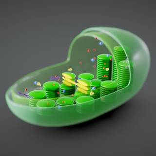 Chloroplast wallpaper