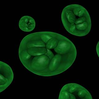 Chloroplast wallpaper