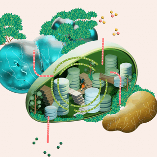 Chloroplast wallpaper