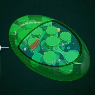 Chloroplast wallpaper