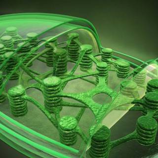 Chloroplast wallpaper