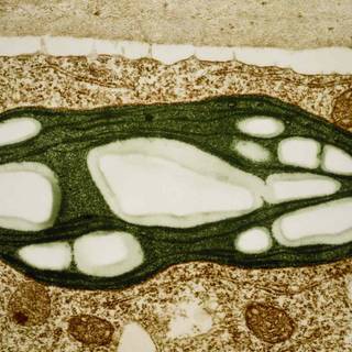 Chloroplast wallpaper