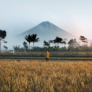 Best Java phone wallpaper