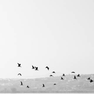 Flying boat wallpaper