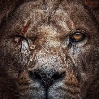 Injured lion wallpaper