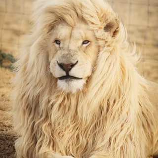 Injured lion wallpaper