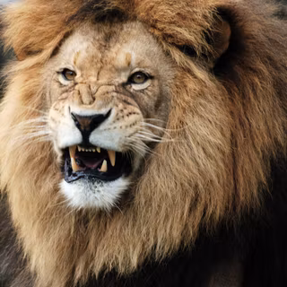 Injured lion wallpaper