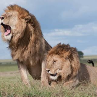 Injured lion wallpaper